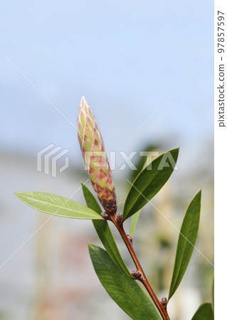 Crimson bottlebrush Splendens Crimson bottlebrush Splendens 97857597
