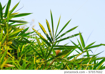 Bamboo, GRAMINEAE or POACEAE or Bambusa arundinacea Willd or Thorn Bamboo or Spiny Bamboo or Bambusa vulgaris schrad or Feathery Bamboo or Dendrocalamus strictus Nees or Male Bamboo Bamboo, GRAMINEAE or POACEAE or Bambusa arundinacea Willd or Thorn Bamboo or Spiny Bamboo or Bambusa vulgaris schrad or Feathery Bamboo or Dendrocalamus strictus Nees or Male Bamboo 97857682