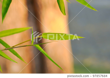 Bamboo, GRAMINEAE or POACEAE or Bambusa arundinacea Willd or Thorn Bamboo or Spiny Bamboo or Bambusa vulgaris schrad or Feathery Bamboo or Dendrocalamus strictus Nees or Male Bamboo Bamboo, GRAMINEAE or POACEAE or Bambusa arundinacea Willd or Thorn Bamboo or Spiny Bamboo or Bambusa vulgaris schrad or Feathery Bamboo or Dendrocalamus strictus Nees or Male Bamboo 97857684