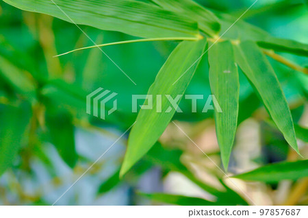 Bamboo, GRAMINEAE or POACEAE or Bambusa arundinacea Willd or Thorn Bamboo or Spiny Bamboo or Bambusa vulgaris schrad or Feathery Bamboo or Dendrocalamus strictus Nees or Male Bamboo 97857687