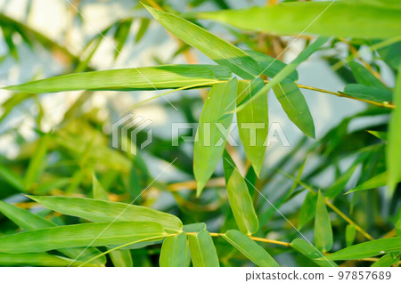 Bamboo, GRAMINEAE or POACEAE or Bambusa arundinacea Willd or Thorn Bamboo or Spiny Bamboo or Bambusa vulgaris schrad or Feathery Bamboo or Dendrocalamus strictus Nees or Male Bamboo 97857689