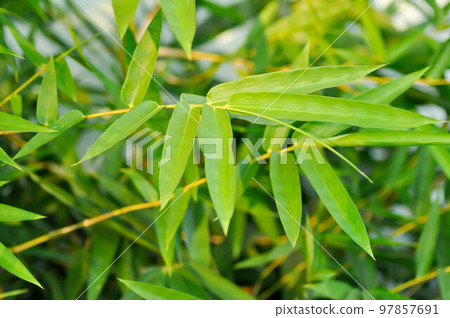 Bamboo, GRAMINEAE or POACEAE or Bambusa arundinacea Willd or Thorn Bamboo or Spiny Bamboo or Bambusa vulgaris schrad or Feathery Bamboo or Dendrocalamus strictus Nees or Male Bamboo 97857691