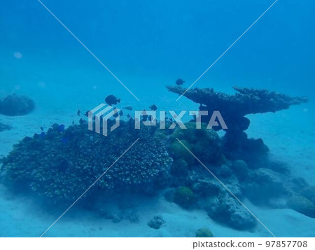 Coral with small fish Coral with small fish 97857708
