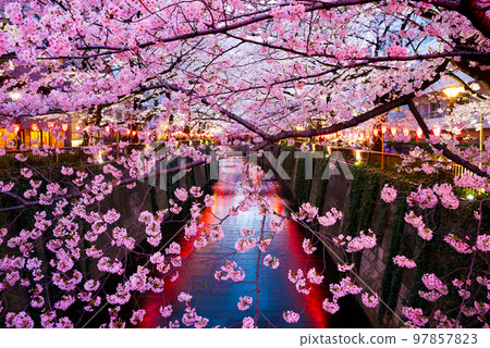 Meguro River night cherry blossom illumination (Meguro-ku, Tokyo) Spring 97857823