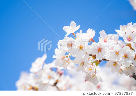 Aozora and Yoshino cherry tree Aozora and Yoshino cherry tree 97857887