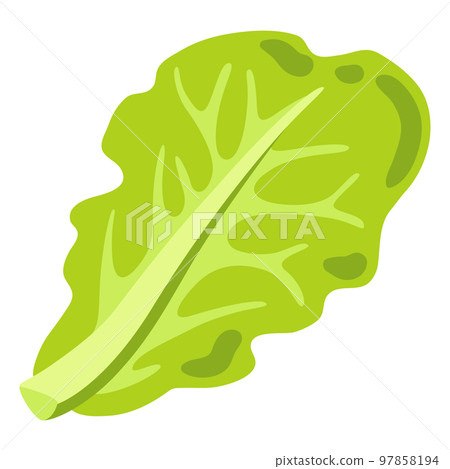 Illustration of lettuce. Image for gastronomy and agricultural industries. 97858194
