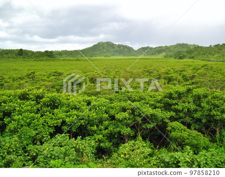 Iriomote Island Jungle seen from a hill Iriomote Island Jungle seen from a hill 97858210