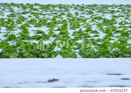 從雪中露出臉的菜地 從雪中露出臉的菜地 97858247