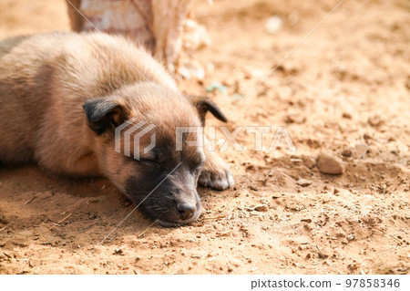 睡覺的小狗 97858346