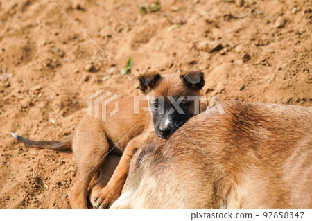 小狗躺在他的周一 97858347