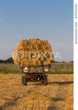 Straw hay bales on a trailer 97858391