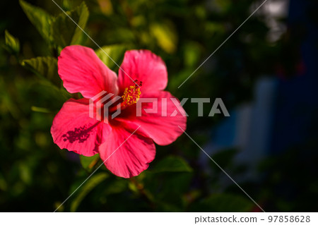 blooming hibiscus in naturally scene, exotic flowers blooming hibiscus in naturally scene, exotic flowers 97858628