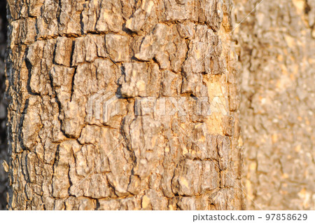 tree bark or bark , Alstonia scholaris or APOCYNACEAE or Devil Tree or White Cheesewood or Devil Bark or Black Board Tree tree bark or bark , Alstonia scholaris or APOCYNACEAE or Devil Tree or White Cheesewood or Devil Bark or Black Board Tree 97858629