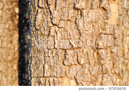 tree bark or bark , Alstonia scholaris or APOCYNACEAE or Devil Tree or White Cheesewood or Devil Bark or Black Board Tree tree bark or bark , Alstonia scholaris or APOCYNACEAE or Devil Tree or White Cheesewood or Devil Bark or Black Board Tree 97858630