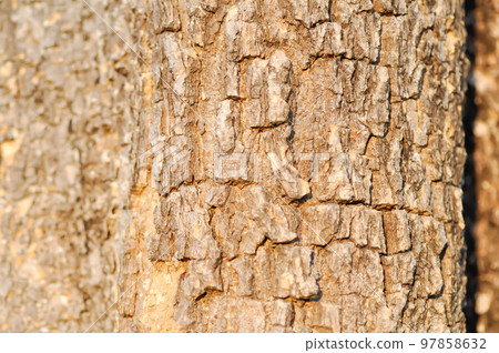 tree bark or bark , Alstonia scholaris or APOCYNACEAE or Devil Tree or White Cheesewood or Devil Bark or Black Board Tree tree bark or bark , Alstonia scholaris or APOCYNACEAE or Devil Tree or White Cheesewood or Devil Bark or Black Board Tree 97858632