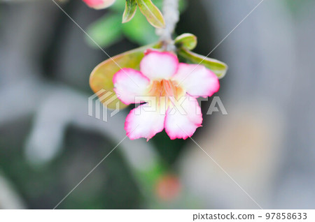 pink bignonia or desert rose , Impala lily or adenium obesum flower 97858633