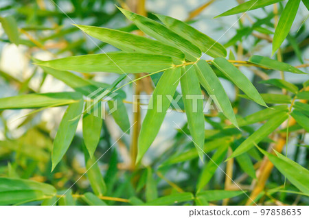Bamboo, GRAMINEAE or POACEAE or Bambusa arundinacea Willd or Thorn Bamboo or Spiny Bamboo or Bambusa vulgaris schrad or Feathery Bamboo or Dendrocalamus strictus Nees or Male Bamboo Bamboo, GRAMINEAE or POACEAE or Bambusa arundinacea Willd or Thorn Bamboo or Spiny Bamboo or Bambusa vulgaris schrad or Feathery Bamboo or Dendrocalamus strictus Nees or Male Bamboo 97858635