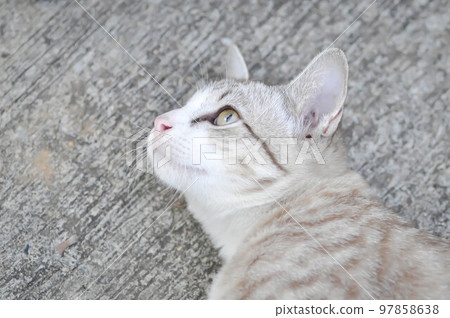 cat or grey cat, Felis catus or Felis catus domestica cat or grey cat, Felis catus or Felis catus domestica 97858638