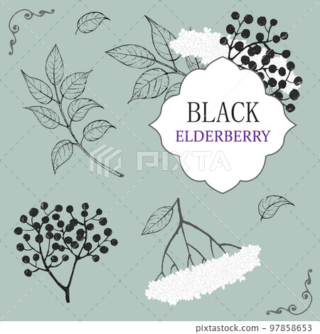 Collection of elderberry black branch of elderberry , berries, flowers and leaves. Vector hand drawn illustration 97858653