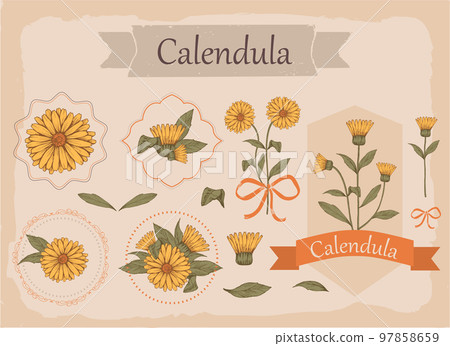 Hand-drawn image of calendula flowers with stems and leaves.botanical illustration. Healing Herbs for design Hand-drawn image of calendula flowers with stems and leaves.botanical illustration. Healing Herbs for design 97858659