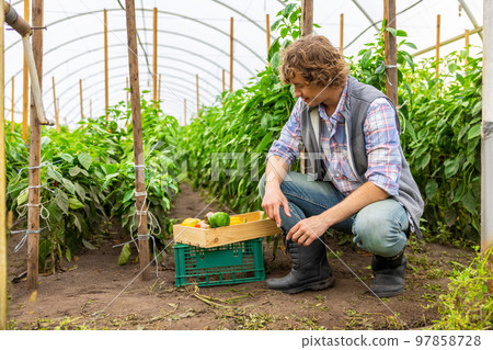 Greenhouse worker rejoicing at the harvest of paprika 97858728