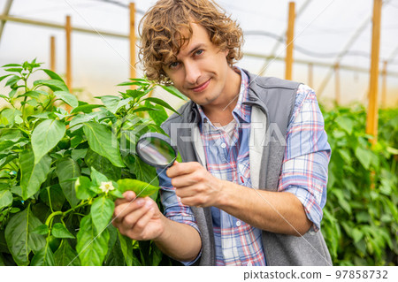 Experienced agronomist inspecting agronomic crops in a hothouse Experienced agronomist inspecting agronomic crops in a hothouse 97858732