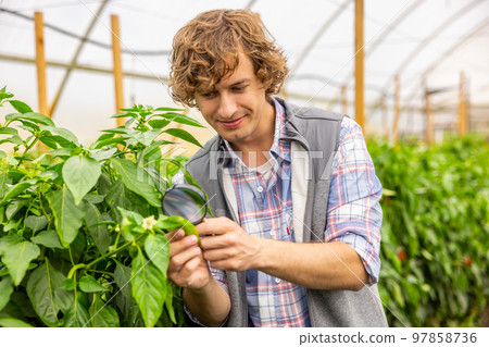 Concentrated agriculturist examining agricultural crops with a magnifier 97858736