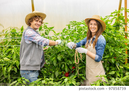 Cheerful greenhouse workers preparing to stake plants Cheerful greenhouse workers preparing to stake plants 97858739