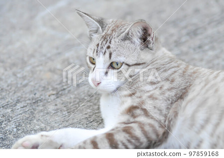 cat or grey cat, Felis catus or Felis catus domestica cat or grey cat, Felis catus or Felis catus domestica 97859168