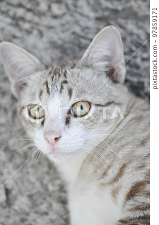 cat or grey cat, Felis catus or Felis catus domestica cat or grey cat, Felis catus or Felis catus domestica 97859171
