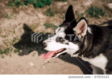 Cute siberian husky puppy dog play outdoors at sunny summer weather 97859181