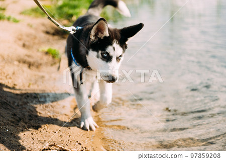 Cute siberian husky puppy dog play with water outdoors on the beach near lake at sunny summer weather 97859208