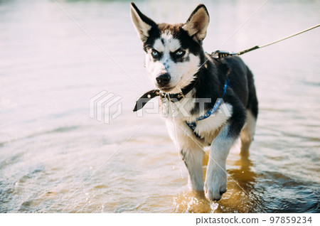 Cute siberian husky puppy dog play with water outdoors on the beach near lake at sunny summer weather 97859234