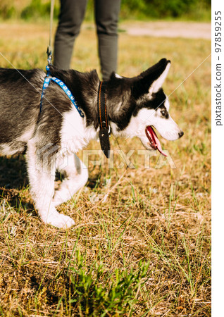 Cute siberian husky puppy dog play outdoors at sunny summer weather Cute siberian husky puppy dog play outdoors at sunny summer weather 97859255