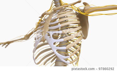 Human Skeleton Anatomy For medical concept 3D rendering 97860292