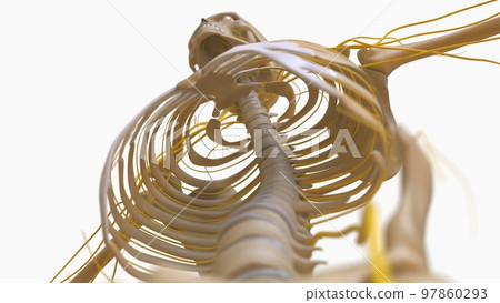 Human Skeleton Anatomy For medical concept 3D rendering 97860293