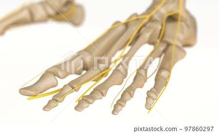 Human Skeleton Anatomy For medical concept 3D rendering 97860297