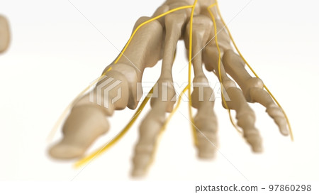 Human Skeleton Anatomy For medical concept 3D rendering 97860298