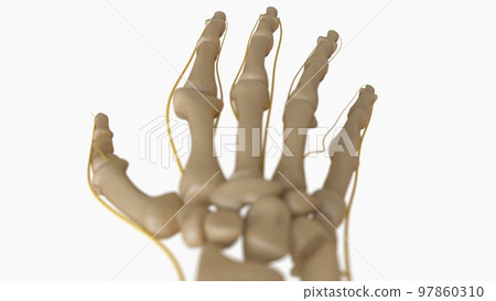 Human Skeleton Anatomy For medical concept 3D rendering 97860310