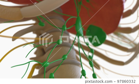 Human Lymph Nodes Anatomy For Medical Concept 3D Rendering 97860332