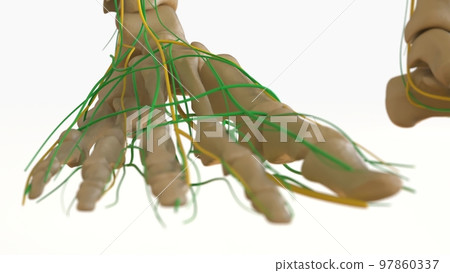 Human Lymph Nodes Anatomy For Medical Concept 3D Rendering Human Lymph Nodes Anatomy For Medical Concept 3D Rendering 97860337