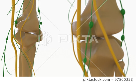 Human Lymph Nodes Anatomy For Medical Concept 3D Rendering Human Lymph Nodes Anatomy For Medical Concept 3D Rendering 97860338