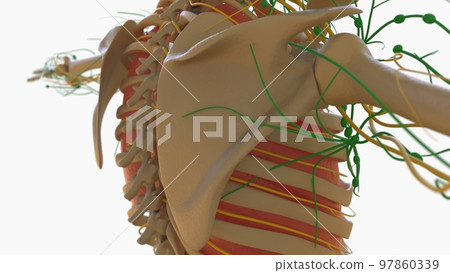 Human Lymph Nodes Anatomy For Medical Concept 3D Rendering 97860339