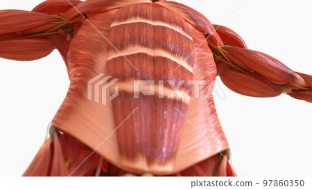 Human Muscle Anatomy For medical concept 3D rendering 97860350