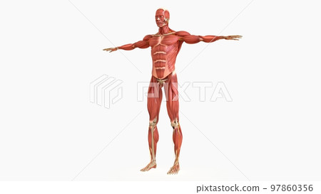 Human Muscle Anatomy For medical concept 3D rendering 97860356