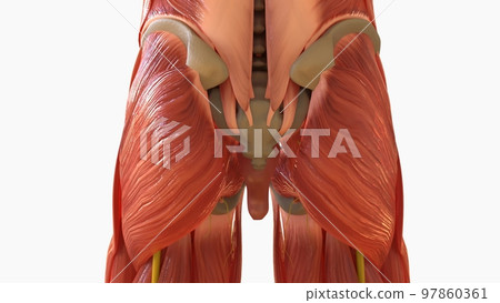 Human Muscle Anatomy For medical concept 3D rendering 97860361