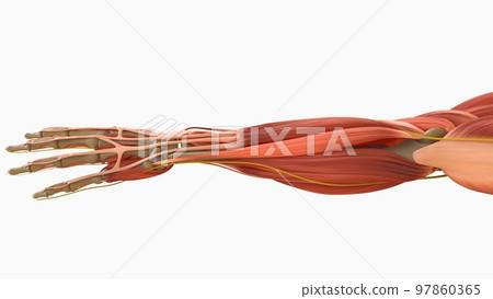Human Muscle Anatomy For medical concept 3D rendering 97860365