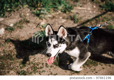 Cute siberian husky puppy dog play outdoors at sunny summer weather 97861196