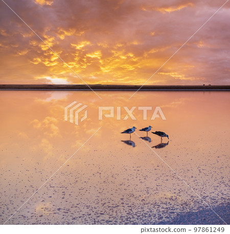 Seagulls on sunset Genichesk pink  salty lake, Ukraine 97861249