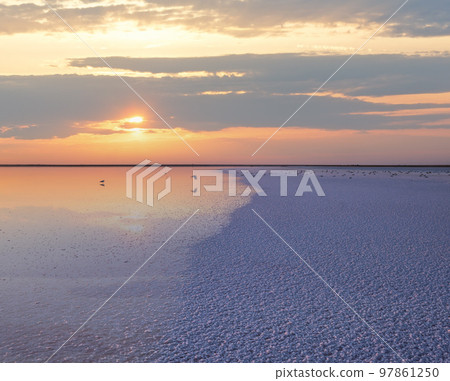 Seagulls on sunset Genichesk pink  salty lake, Ukraine 97861250